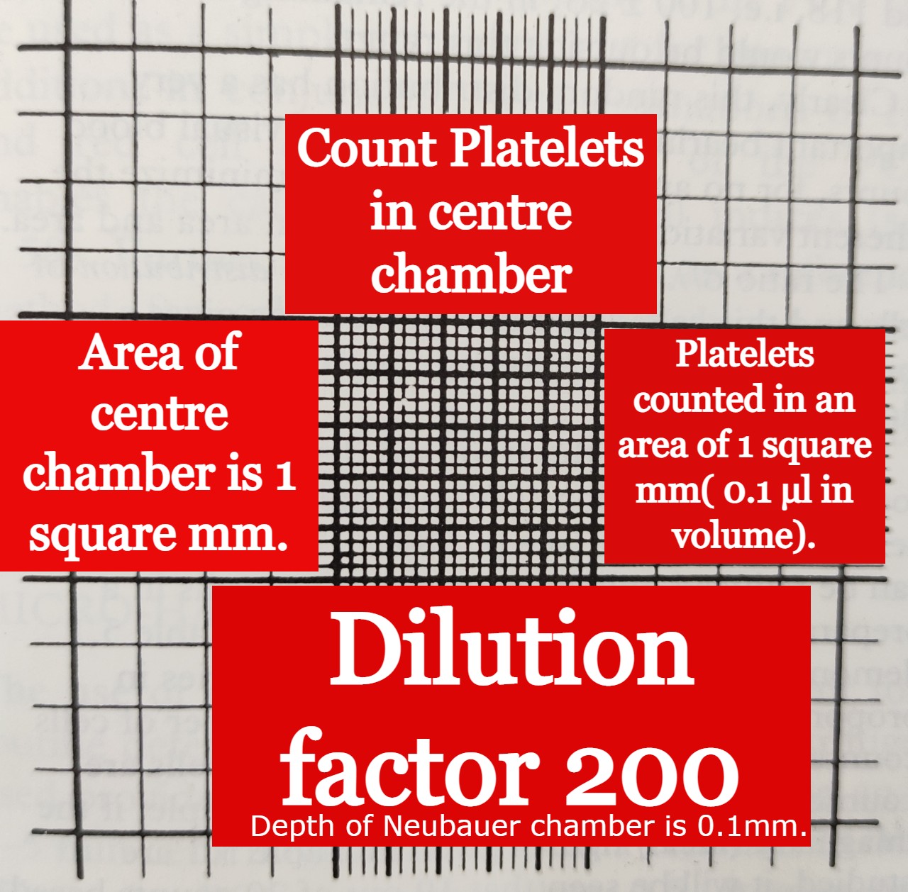 How To Count Platelets By The Manual Method Using Improved Neubauer Counting Chamber Learn With Fun