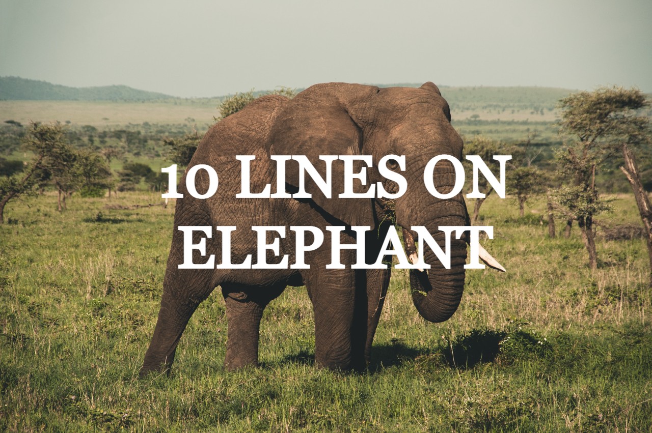 about elephant 10 lines in hindi