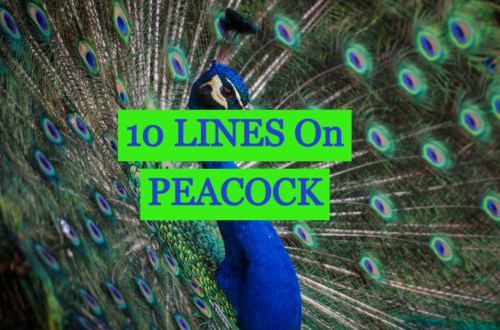 10-lines-on-peacock