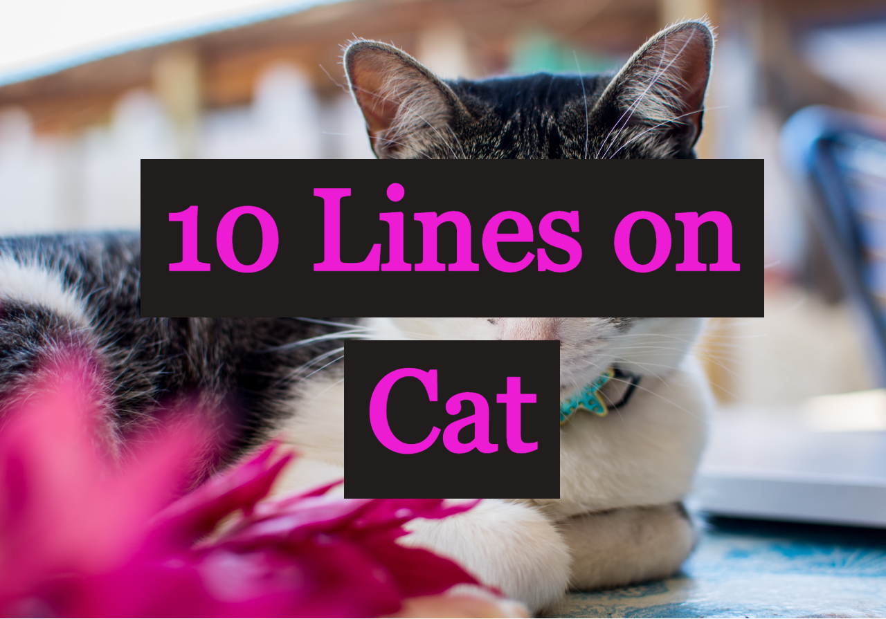 10-lines-on-cat-learn-with-fun