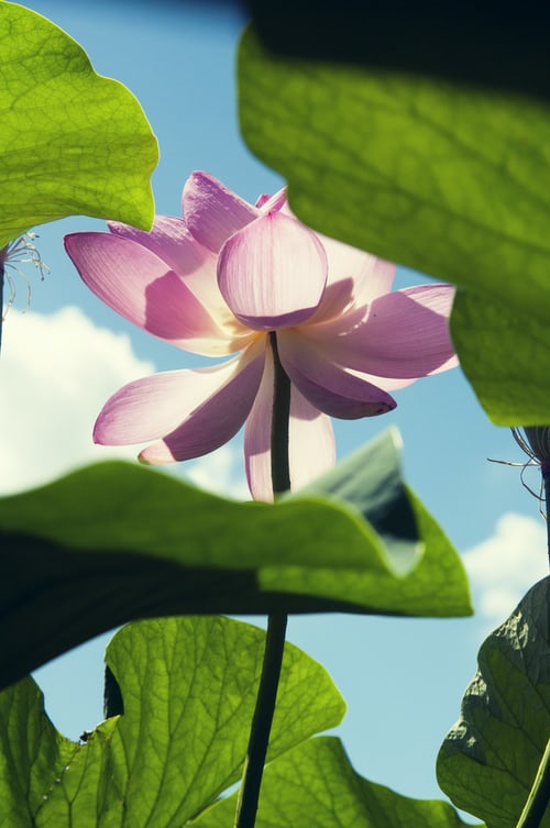 national flower lotus