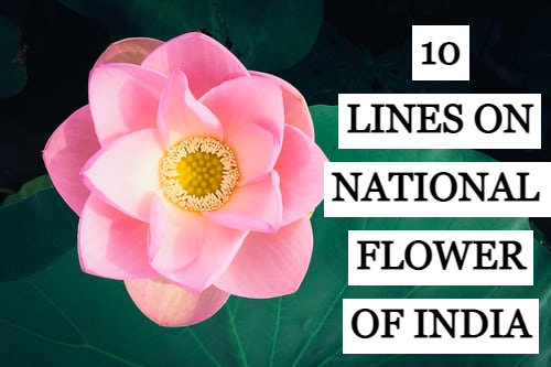 10-lines-on-lotus-national-flower-of-india-learn-with-fun