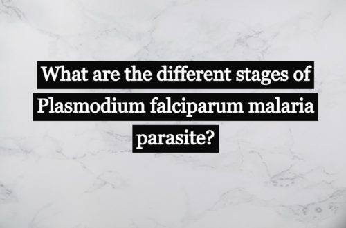 4-Stages-of-Malaria-parasite- Plasmodium- falciparum-how-to-identify- Malaria-parasite- Plasmodium- falciparum